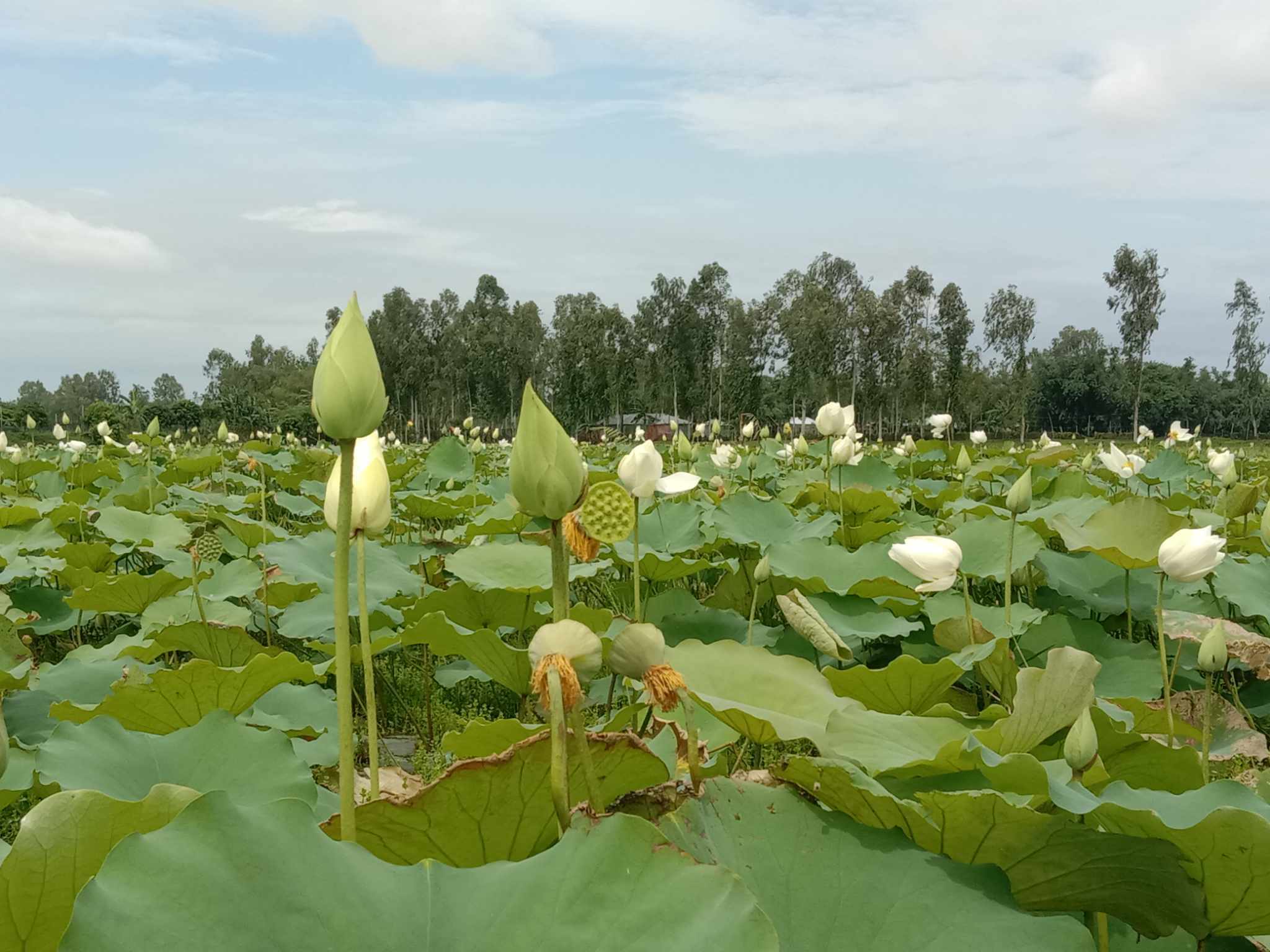 শাপলার সৌন্দর্য‍‍্যে মুখরিত বাফলার বিল