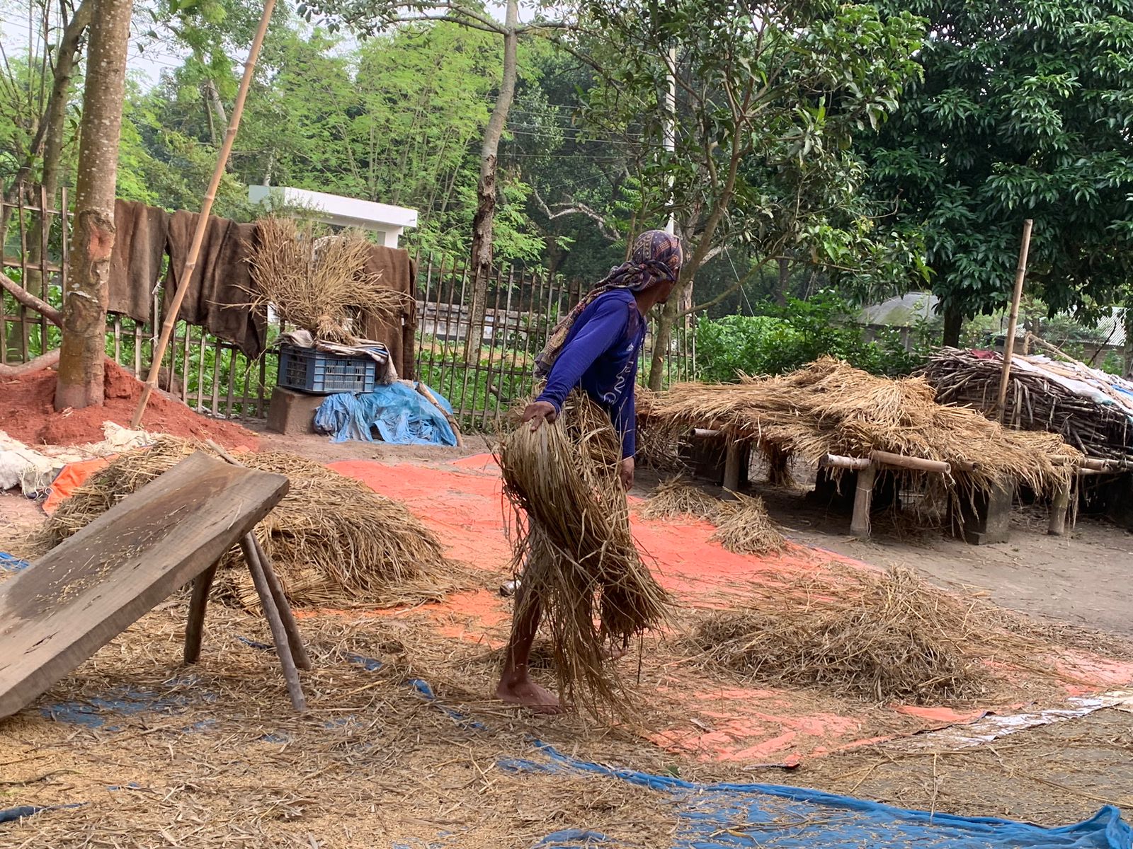 সৈয়দপুরে খড়ের দাম বৃদ্ধি,বিপাকে পশুপালনকারী