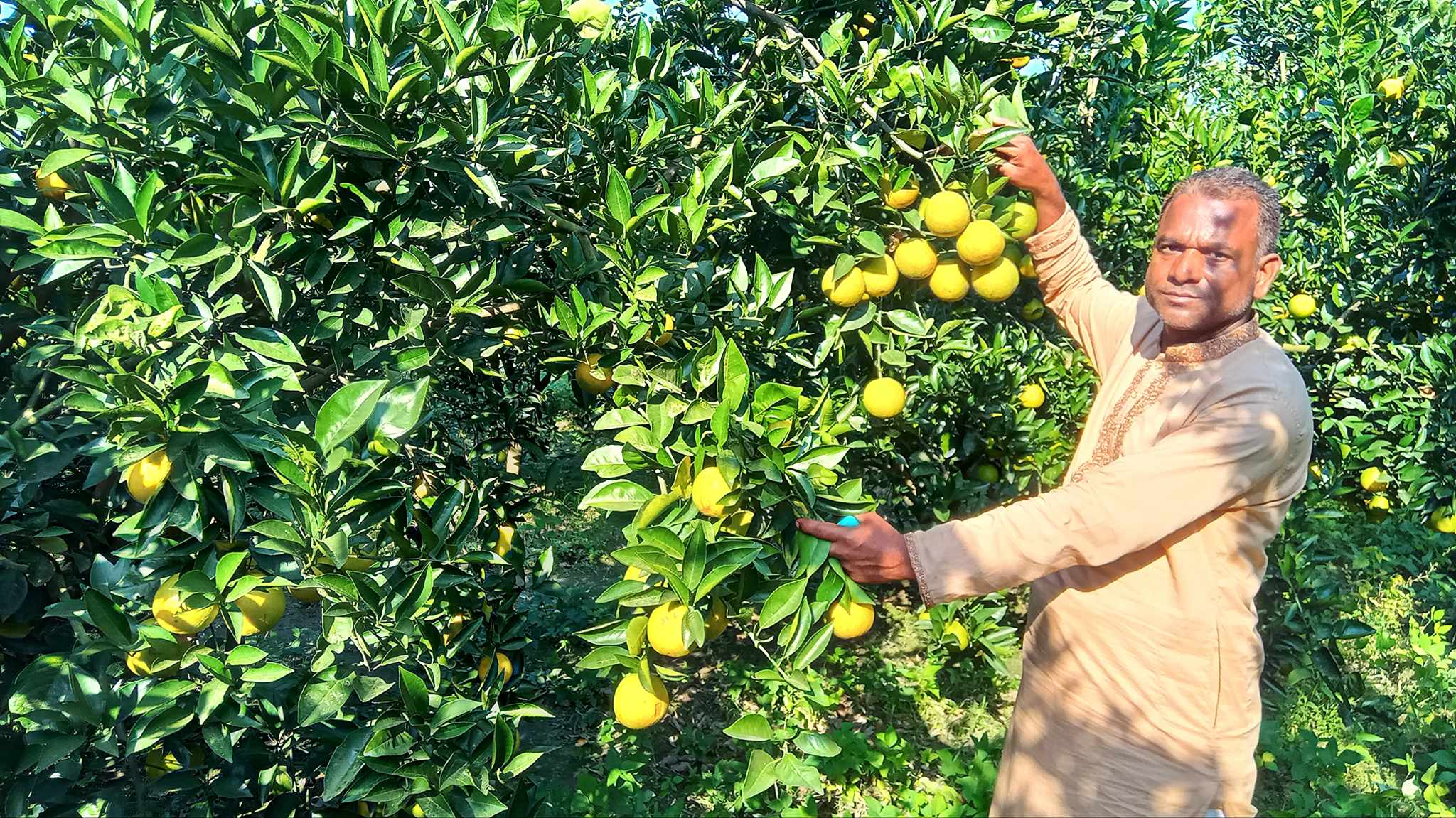 জলঢাকায় মাল্টা চাষে আশরাফুল ইসলামের বাজিমাত